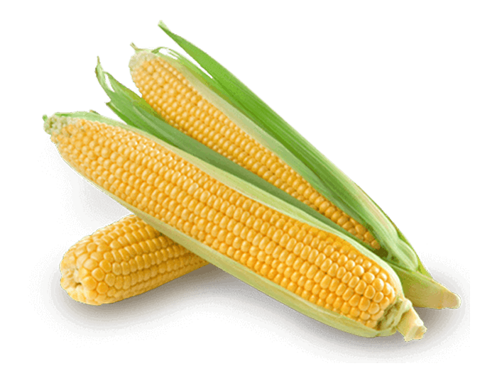 Corn Ingredient Image
